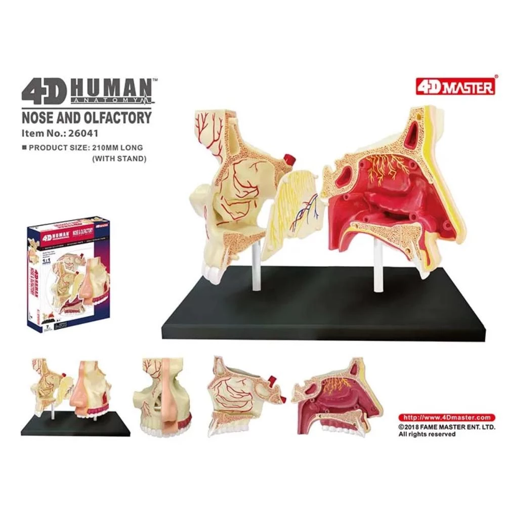 4D Human Anatomy Nose & Olfactory Model - Medical Educational Display with 7 Removable Parts