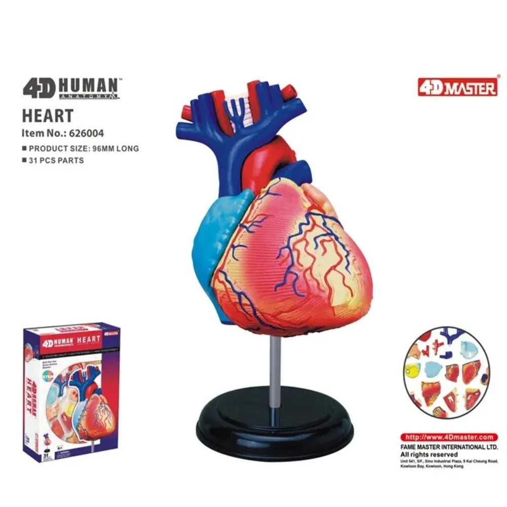 4D Human Anatomy Heart - Medical Educational Model with 31 Removable Parts and Interior View