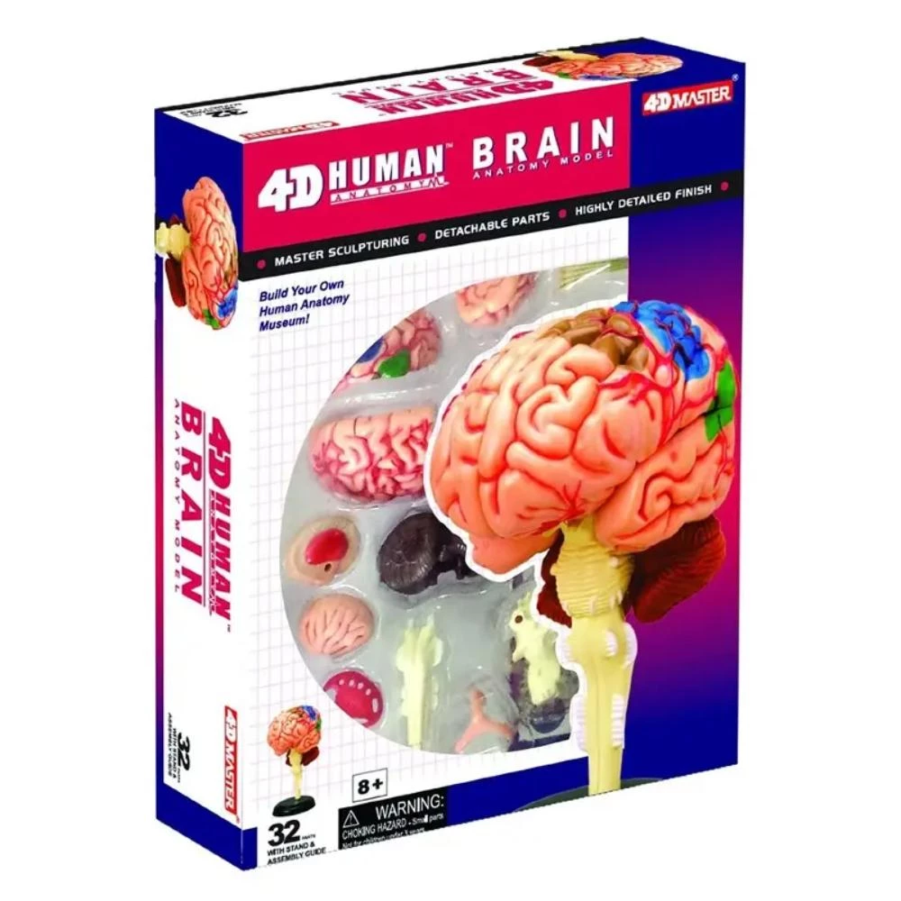 4D Human Anatomy Human Brain - Medical Educational Model with 32 Removable Parts Including Ventricles and Cerebellum