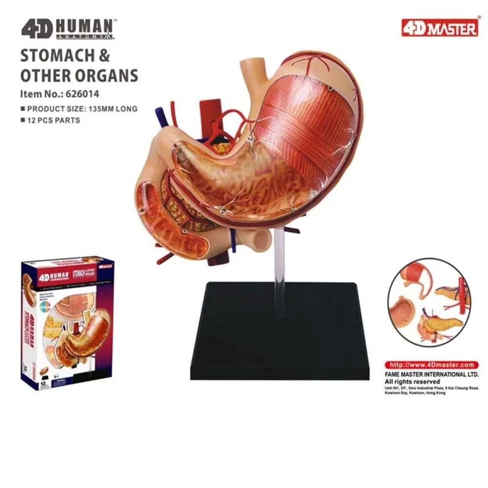 4D Human Anatomy Stomach - Medical Educational Model with 12 Removable Parts Including Pancreas and Duodenum