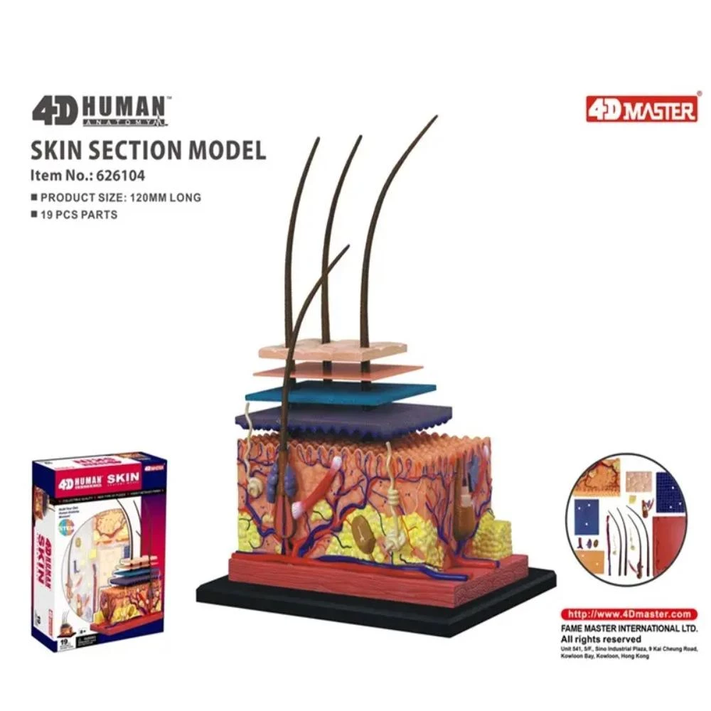 4D Human Anatomy Skin Section - Medical Educational Model with 19 Removable Parts and Multilayered Structure